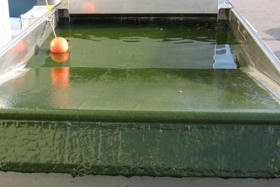 Schrägfilter – Leiblein Bandfilter bei der Algenproduktion